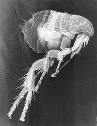 This is a Flea